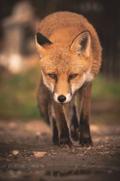 istock Red fox standing in a grassy field with its head bowed. 1488548151