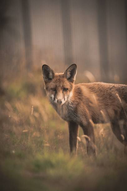 istock Red fox standing in a grassy field with its head bowed. 1488548152