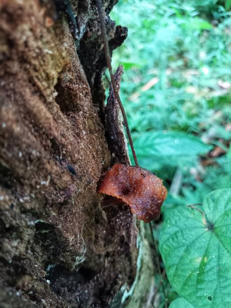 istock The brown, jelly-like mushroom growing on a dead tree looks very unique 1488548962