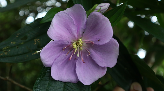 Putri flower (Tibouchina semidecandra; synonym: Tibouchina urvilleana) or lasiandra is a shrub (shrub) and belongs to the Melastomataceae family. This plant has large royal purple flowers and blooms all year round, especially May to January.
