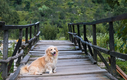 A dog sitting on a wooden walkway with a lush, green forest in the background.