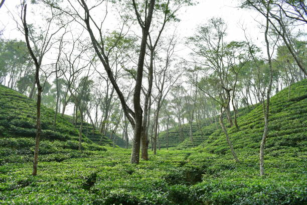 Tea garden in between two hills in Bangladesh Tea cultivation was introduced in British colonial period in great India as well as in Bangladesh in Small hills from Sylhet sylhet stock pictures, royalty-free photos & images