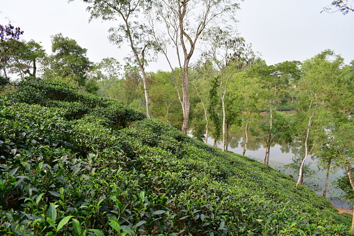 Noorjahan tea garden is the most scenic tea estate in Bangladesh. It has rolling hills with tea plantation that attracts tourists.