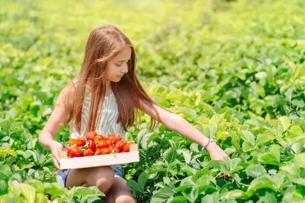 Girl picking strawberries in field.Natural growing of berries on farm.Portrait of happy little toddler girl picking and eating healthy strawberries on organic berry farm in summer. Smiling child.