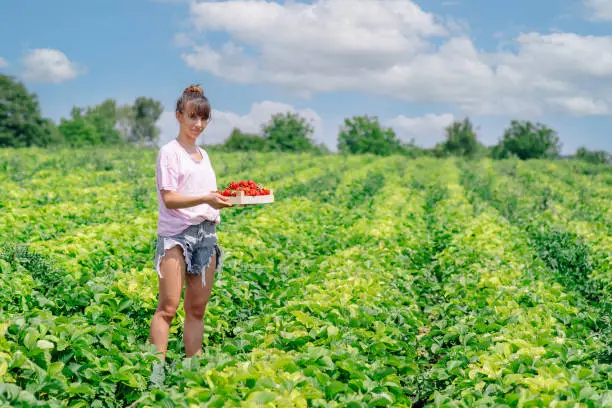 Strawberry plantation field,ripe red berries.Woman hands holding hands full of freshly picked strawberries,strawberry farm.Girl picking and eating strawberries on organic berry farm in summer.