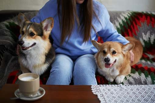 Dog lover female sitting on a sofa in a cafe with two adorable corgi dogs