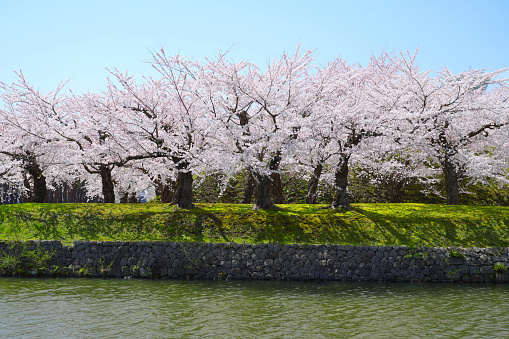 Cherry blossom blooming in spring season at the Public garden in Japan.