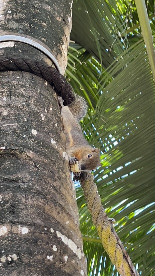 A variegated squirrel jumps from one branch to another in a tree in Costa Rica.