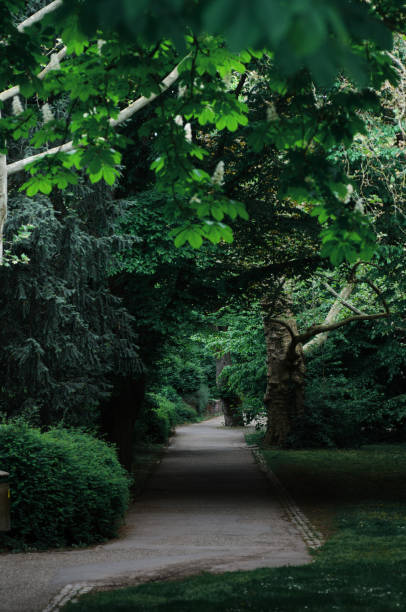 istock Path in the park with trees and grass 1488552683