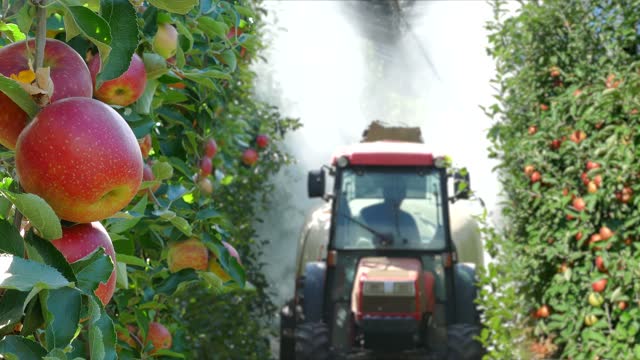 Spraying apple orchard to protect against disease and insects