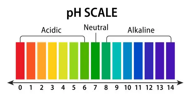 Vector illustration of The PH indicator scale can be used to measure pH using the fact that their color changes with pH. Visual comparison of the color of the test solution with a standard color chart. Vector illustration