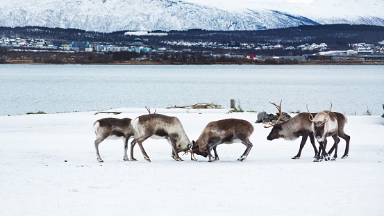 A herd of reindeer grazing in a wintery setting, surrounded by snow-capped mountains and a tranquil body of water.