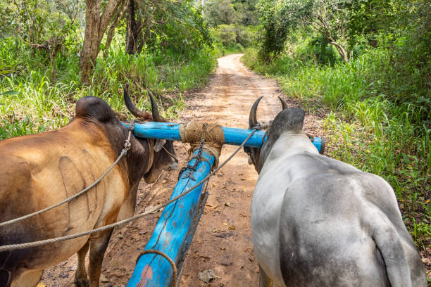Two castrated bulls pulling a ox cart on a dirt road outside Dambulla in the Central Province in Sri Lanka