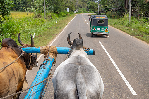 Dambulla, Central Province, Sri Lanka - March 1st 2023:  View from an ox cart being pulled by two castrated bulls while a rickshaw is taking over