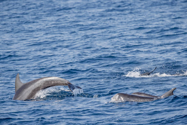 istock Short-finned pilot whales, Globicephala macrorhynchus, breaking the surface of the ocean 1488555633