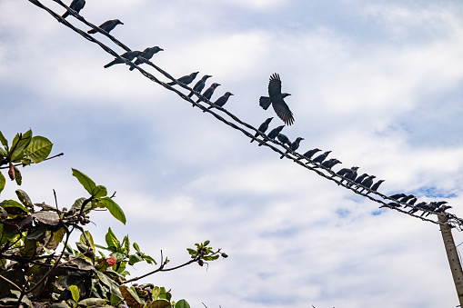 Crows on a electrical wire outside Galle which is the main city in the Southern Province in Sri Lanka