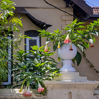 Galle, South Province, Sri Lanka - February 11th 2023:  The tropical climate causes many colorful and lush flowers - here in front of a old house from the colony time