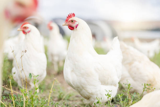 지속 가능한 생산, 농업 성장 및 식품 생태학을 위한 닭 사육, 동물 및 배경 분야. 가금류 농장, 가금류 및 자연의 달걀, 단백질 및 토지를 위한 시골의 환경 - chicken bird close up domestic animals 뉴스 사진 이미지