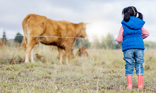 Agriculture, cow and a girl from the back looking at cattle on an agricultural field for sustainability or dairy farming. Children, farm and livestock with a little kid outdoor alone on a beef ranch