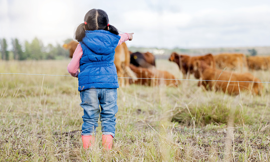 Farm, cow and a girl from the back looking at cattle on an agricultural field for sustainability or dairy farming. Children, agriculture and livestock with a little kid outdoor alone on a beef ranch
