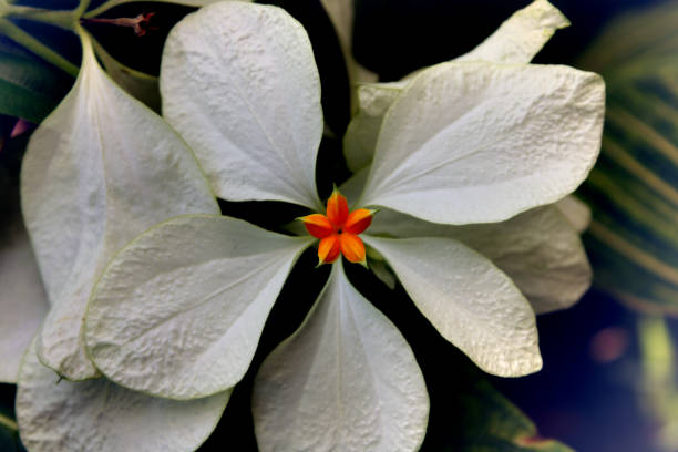 Mussaenda villosa flower. Blooming of white Mussaenda villosa flower. mussaenda stock pictures, royalty-free photos & images
