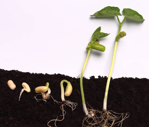 Bean seeds in soil. Sequence of germination of the sprout stock photo