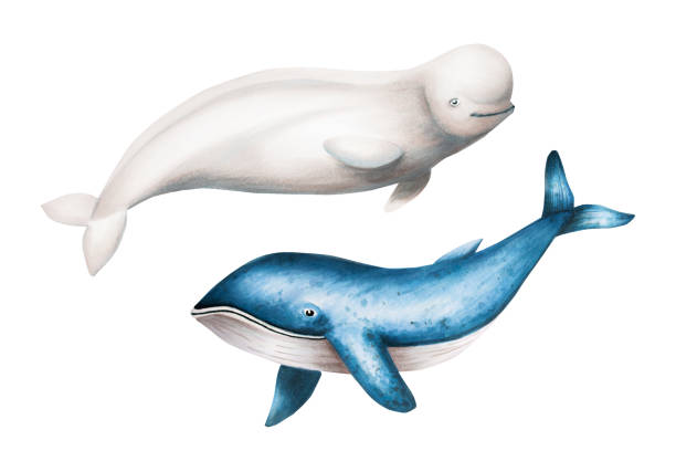 illustrations, cliparts, dessins animés et icônes de aquarelle béluga et rorqual bleu isolés sur fond blanc. peindre à la main des mammifères océaniques réalistes de l’arctique et de l’antarctique. pour les designers, décoration, cartes postales, papier d’emballage, scrapbooking, couvertures, lo - narval illustrations