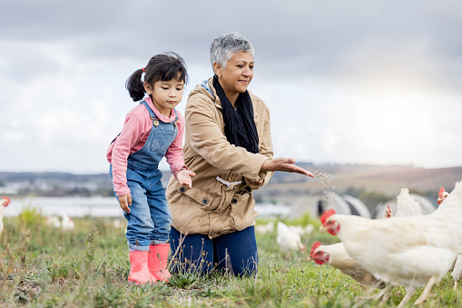 Family, agriculture and chicken, grandmother and child on farm in Mexico, feeding livestock with poultry and farming. Senior woman, girl and farmer on field in countryside, nutrition and sustainable