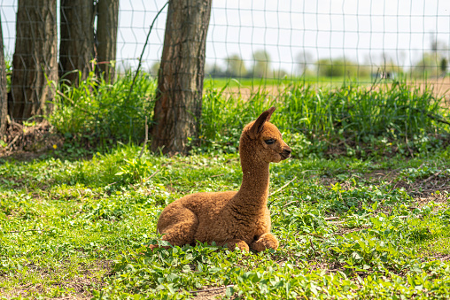 Cute, fluffy brown baby alpaca laying on the ground waiting for its mama. Cria alpaca baby resting on the grass