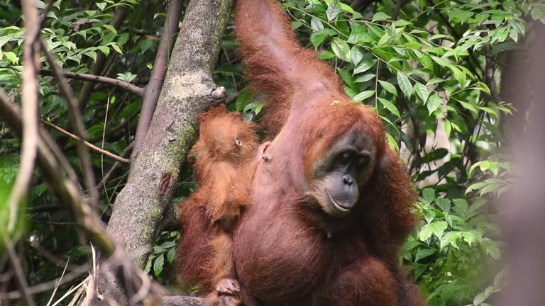 Mount Leuser