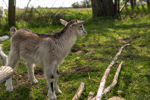 A small cute goat stands on a green field. Goat cub on a Polish farm