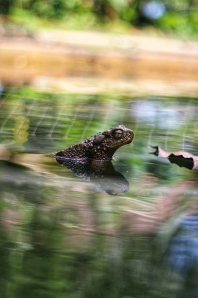 istock a brown frog swimming in a fish pond 1488566448