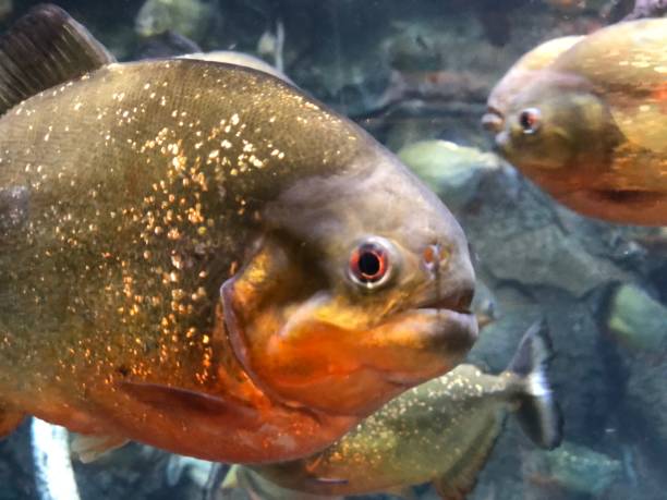 istock Red-bellied piranha 1488566770