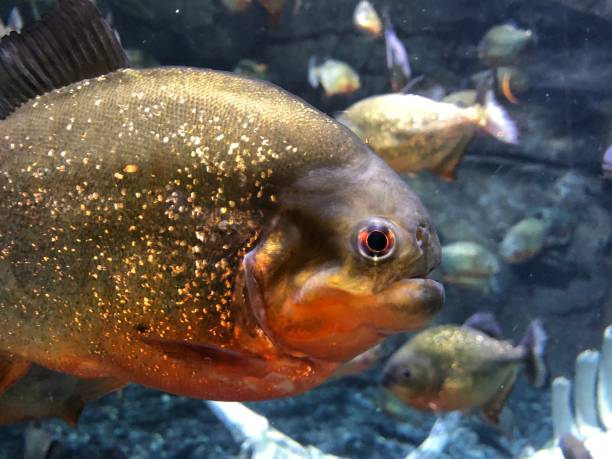 istock Red-bellied piranha 1488566775