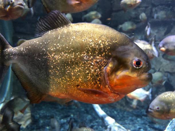 istock Red-bellied piranha 1488566777
