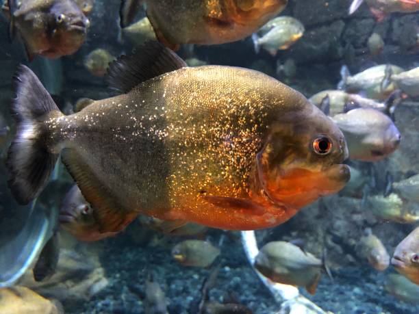 istock Red-bellied piranha 1488566786