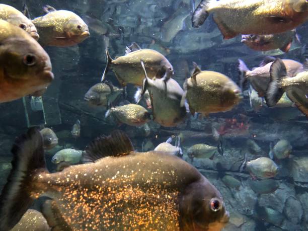 istock Red-bellied piranha 1488566789