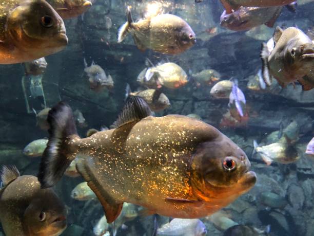 istock Red-bellied piranha 1488566794