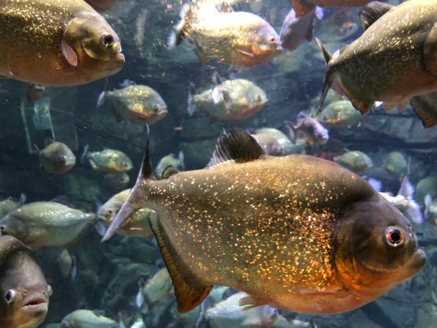 istock Red-bellied piranha 1488566795