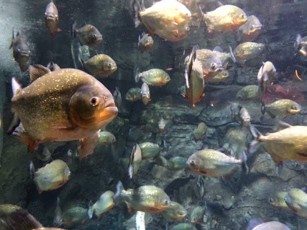 istock Red-bellied piranha 1488566810