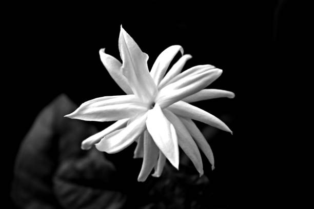 istock Jasmine Flower in Black and White 1488567044