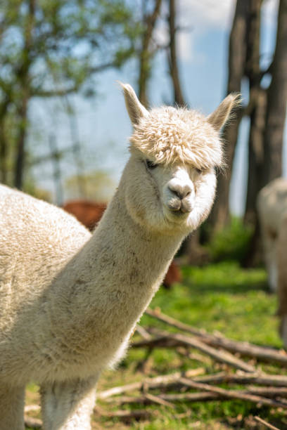 istock White alpaca free-range on a farm, on green grass 1488567284