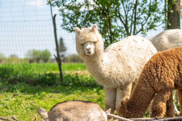 istock White alpaca free-range on a farm, on green grass 1488567285