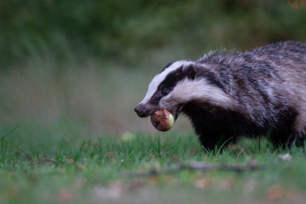 istock A badger walks through a lawn with an apple in its mouth 1488567517