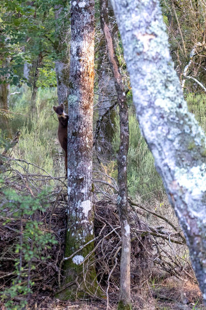 istock A pine marten climbs a tree in a birch forest 1488567543
