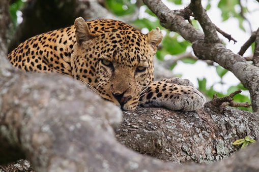 Photo of a leopard resting on top of a tree at the Maasai Mara National Reserve in Kenya, África.