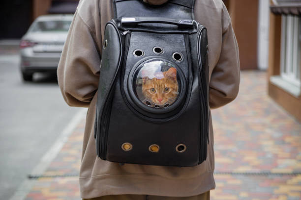 istock cat carrier backpack with red cat walking on street. 1488569443
