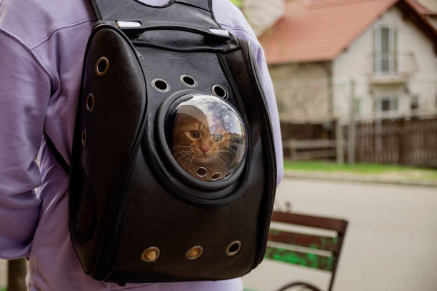 istock cat carrier backpack with red cat walking on street. 1488569448