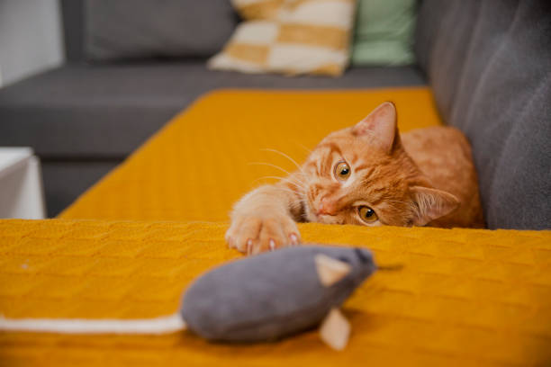istock Red cat plays on yellow sofa with toy mouse at home. 1488569455