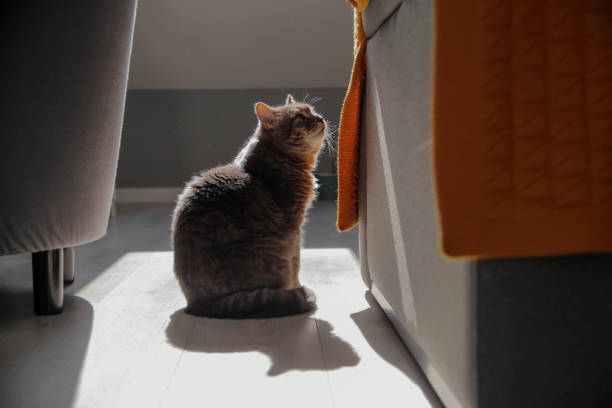 istock Gray cat in sunlight at home. 1488569457